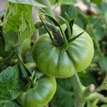 Solanum lycopersicum Fruto