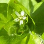 Stellaria neglecta 花
