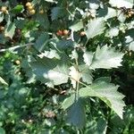 Crataegus douglasii Blatt