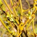 Cassytha filiformis Flower
