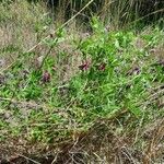 Vicia benghalensis Hábitos