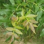 Fraxinus angustifolia Folha