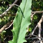 Hesperis laciniata 葉