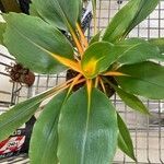Chlorophytum orchidastrum Leaf