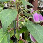 Kohleria warszewiczii Hábito