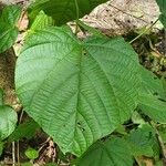 Kleinhovia hospita Leaf