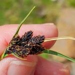 Carex parviflora Цвят