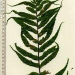 Asplenium serra Other