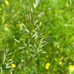 Avenula pubescens Fula
