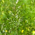 Avenula pubescens Flower