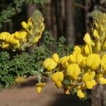 Adenocarpus foliolosus 花