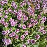 Thymus serpyllum花