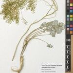 Alyssum corsicum