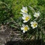 Gagea serotina Flower