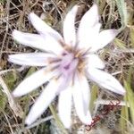 Pseudopodospermum undulatum Flower