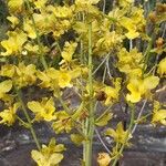 Cyrtopodium andersonii Flower