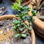 Sedum furfuraceum Лист