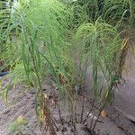 Helianthus salicifolius ശീലം