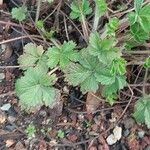 Potentilla grammopetala Hoja
