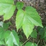 Parthenocissus tricuspidataഇല