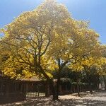 Handroanthus ochraceus Flower