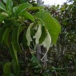 Oxera brevicalyx 花