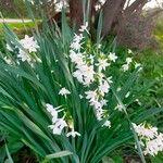 Narcissus papyraceus 整株植物