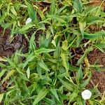 Ipomoea aquatica Habitatea