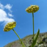 Bupleurum stellatum Flower
