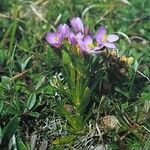 Centaurium littorale Alkat (teljes növény)