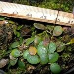 Specklinia microphylla Fruct