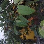Psidium guajava 叶