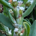 Polygonum maritimumFlor