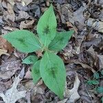 Persicaria virginianaपत्ता