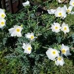 Argemone albiflora फूल
