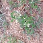 Caucalis platycarpos Fula