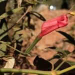 Ruellia inflataFlower