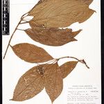 Chomelia malaneoides Leaf