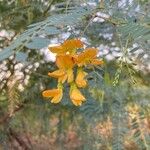 Sesbania drummondii Flower