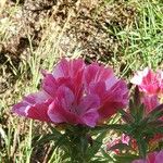 Clarkia amoena Kvet