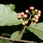 Ardisia guianensis Fruto