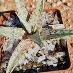 Aloe rauhii Лист