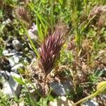 Bromus rubens Flower