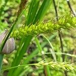 Carex sylvatica Цветок