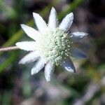 Actinotus minor Çiçek