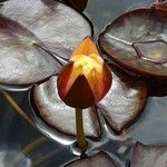 Nymphaea candida Flower