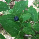 Vaccinium ovalifolium Fruit