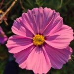 Cosmos bipinnatusCvet