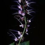 Hirtella hispidula 花