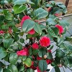 Camellia sasanqua Cvet